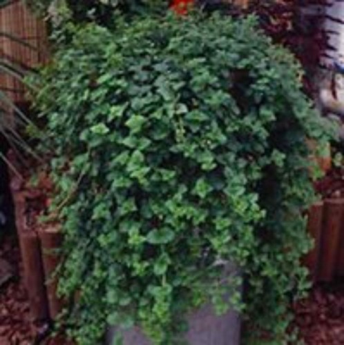 Trailing indian mint - indian,
