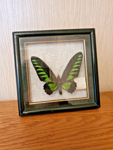 Vintage framed rajah - vintage, brooke's
