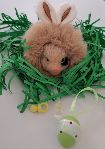 Micro piglet pet mini - piglet,
