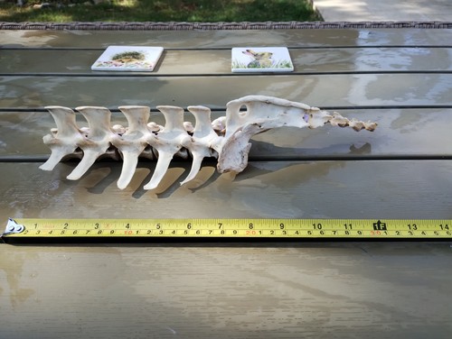 Fallow deer bones - fallow,