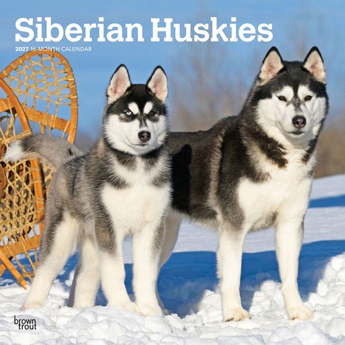 Siberian huskies 2027 calendar - siberian,