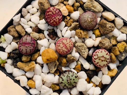 Mixed conophytum obcordellum - mixed,
