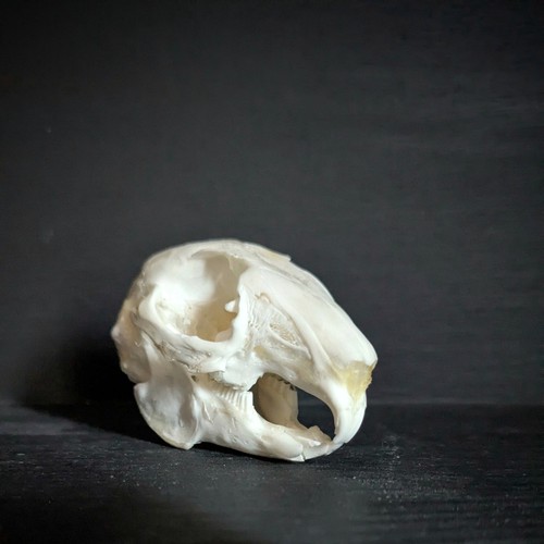 Genuine rabbit skull taxidermy - rabbit,