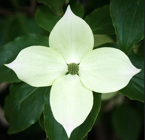 Cornus kousa var - teutonia,