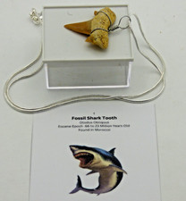 Predatory Fossil Shark Tooth