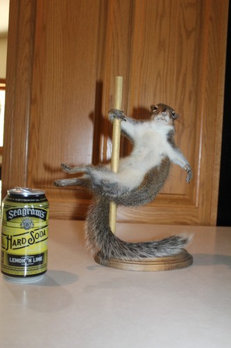 New taxidermy xxx stripper - xxx,