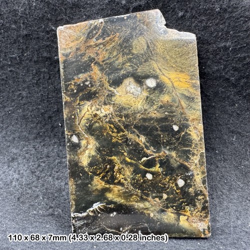 Opalised petrified fossil