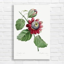 Vintage Botanical Passion