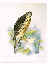 Bird Print Northern Goshawk
