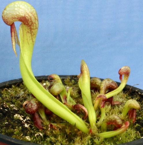 Darlingtonia californica - darlingtonia,