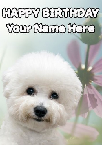 Bichon frise occasions - bichon,