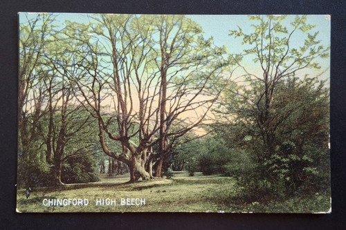 High beech tree - tree,, chingford
