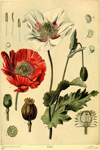 Red white poppy vintage - white,
