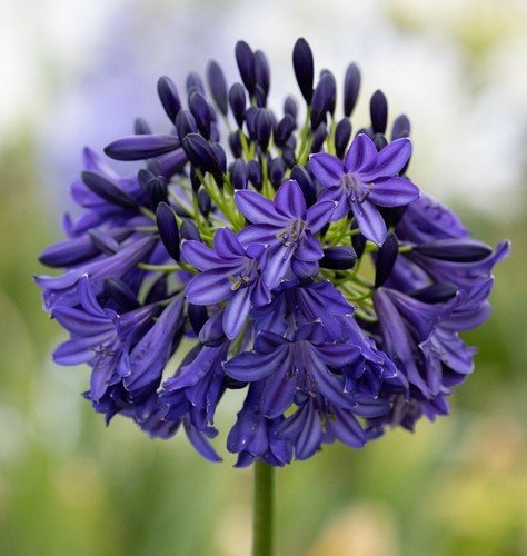 New agapanthus dark silk plant - dark,