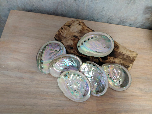 Abalone shell natural - abalone,