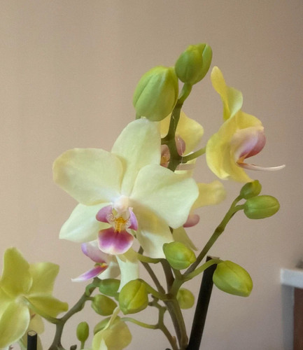 Phalaenopsis orchid plant - orchid, fs