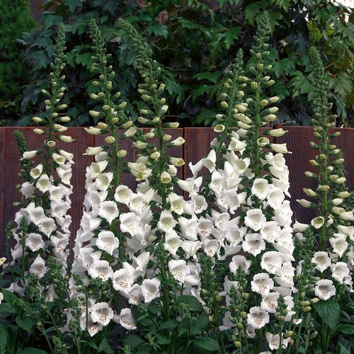 Digitalis purp alba - purp.,