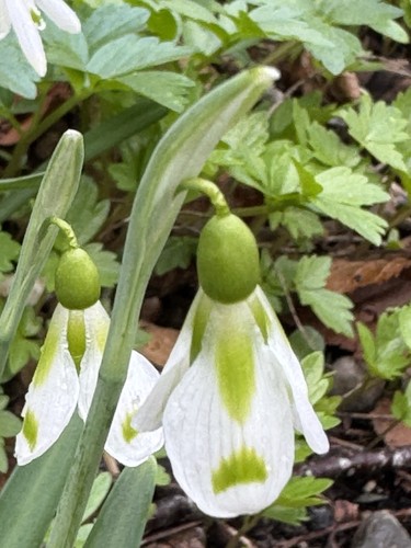 Galanthus philippe andre - galanthus,