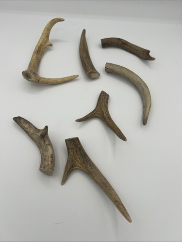 Whitetail mule deer antler - whitetail,