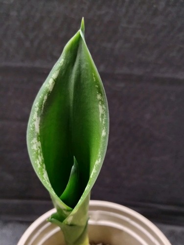 Succulent houseplant - succulent,