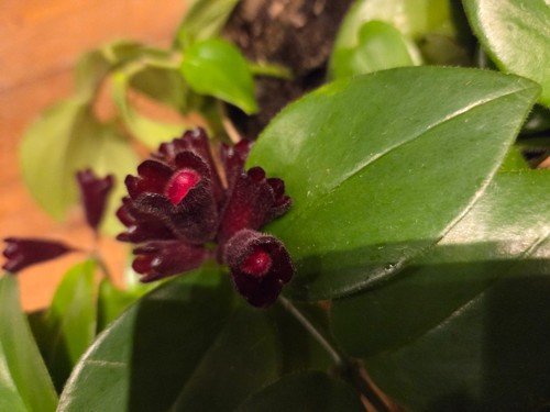 Aeschynanthus mona lisa - aeschynanthus, lisa'