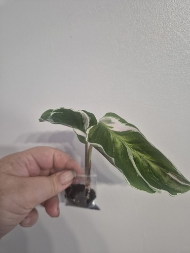 Calathea white fushion sent - fushion|,