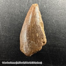 GENUINE Raptor Dinosaur Tooth