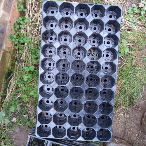 Cell plug plant seed - -cell,