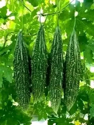 Bitter gourd melon - bitter,