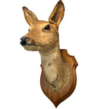 Vintage French Taxidermy Roe