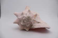 Large Queen Conch Shell