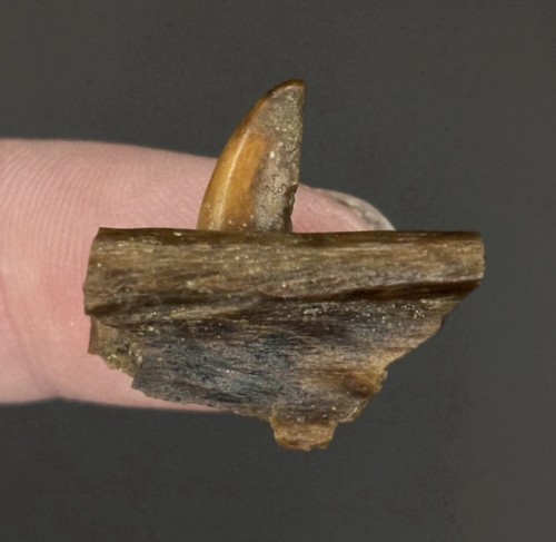 Majungasaurus dinosaur jaw - majungasaurus,