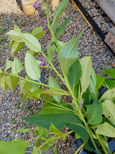 Established russian comfrey - russian,