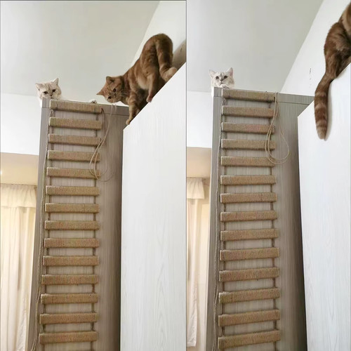 Cat climbing frame - cat, ladder