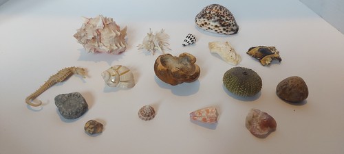 Mixed sea shell collection - mixed,