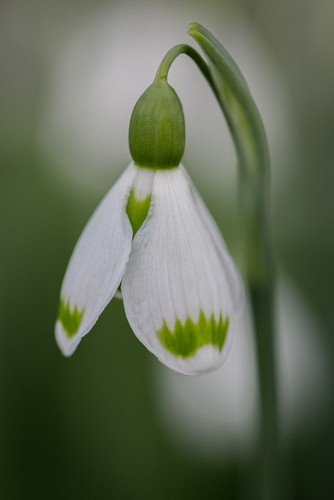Galanthus plicatus josie x 1 - galanthus,