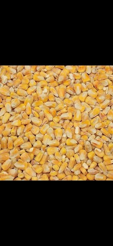 Premium grade whole maize - grade,