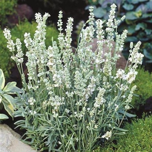 Lavender white ellagance snow - white,
