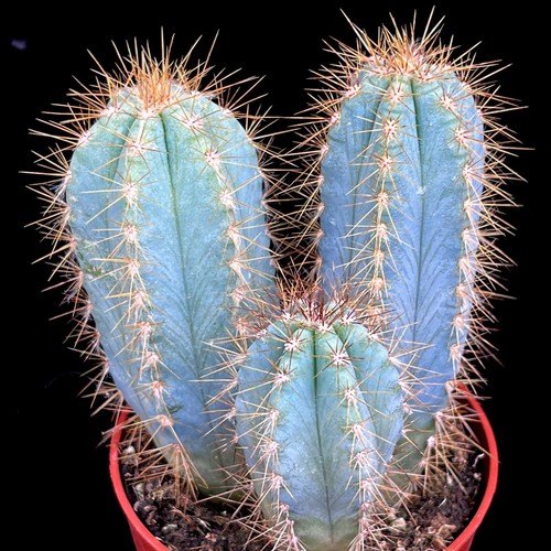 Blue cactus plant - cactus,