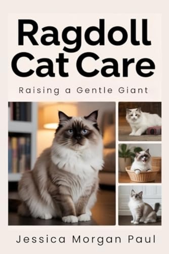 Ragdoll cat care raising - ragdoll,