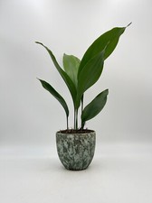 Cast Iron Plant, Aspidistra Elatior, tall plants, 11 cm pot, 30-40 cm size