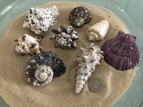 Conch exotic beach sea - conch,