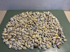 Vintage Seashell Collection