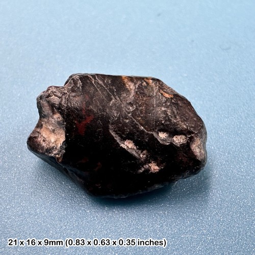 Ouranosaurus dinosaur tooth