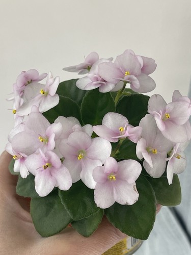 African violets two fresh - african,