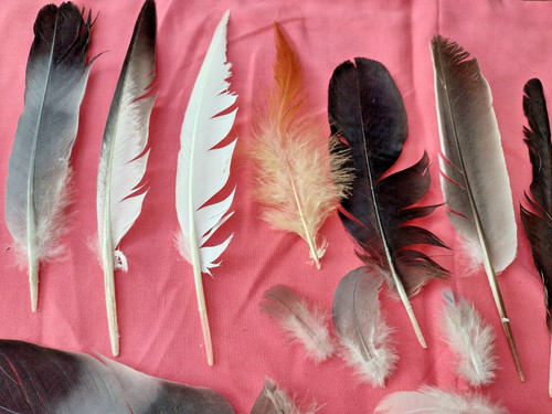 Natural feathers free - natural, x