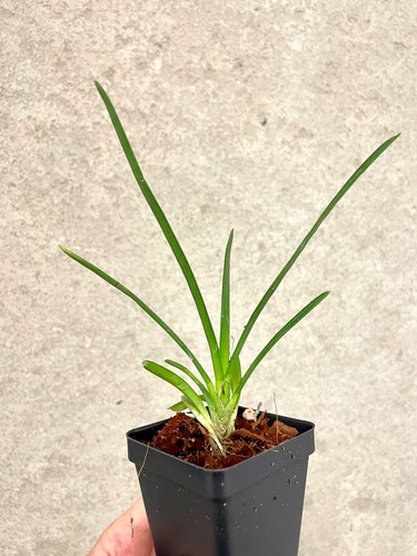 Cymbidium finlaysonianum white - cymbidium,