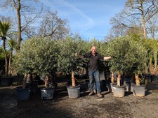 1 x 6-7ft Olive Tree 45 LTR