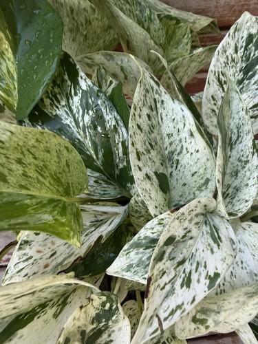 Marble queen pothos - marble,