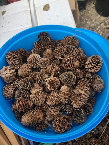100 small pine cones for - 100,